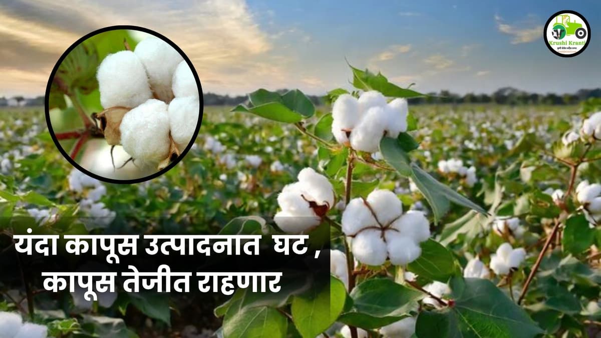 महाराष्ट्रात कापसाच्या उत्पादनात घट: मजुरी खर्च आणि यांत्रिकीकरणाचा अभाव ठरले दोन प्रमुख कारणे