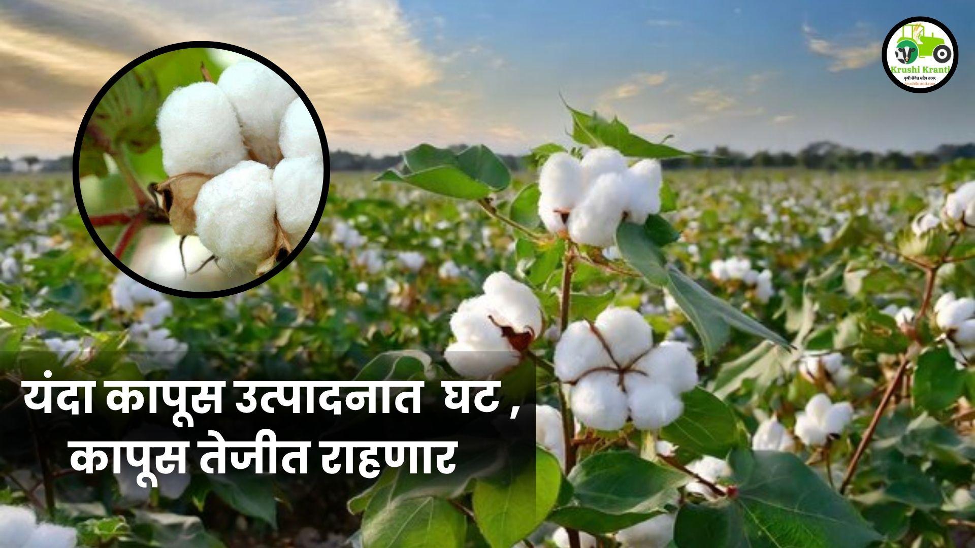 महाराष्ट्रात कापसाच्या उत्पादनात घट: मजुरी खर्च आणि यांत्रिकीकरणाचा अभाव ठरले दोन प्रमुख कारणे