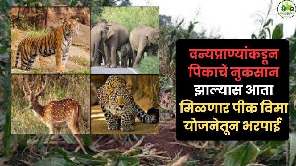 वन्य प्राण्यांकडून पीक नुकसान झाल्यास आता पिक विम्यात भरपाई; खरीप 2026 पासून मोठा बदल