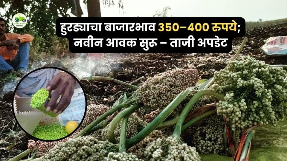 हुरडा बाजार सुरू! दर किलो 350–400 रुपये; शेतकऱ्यांना चांगला प्रतिसाद