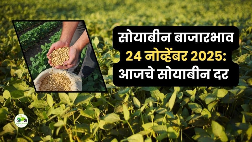 २४ नोव्हेंबर सोयाबीन बाजारभाव: कारंजा, तुळजापूर आणि जळकोटमध्ये उच्च दर; अमरावतीत सर्वाधिक आवक!