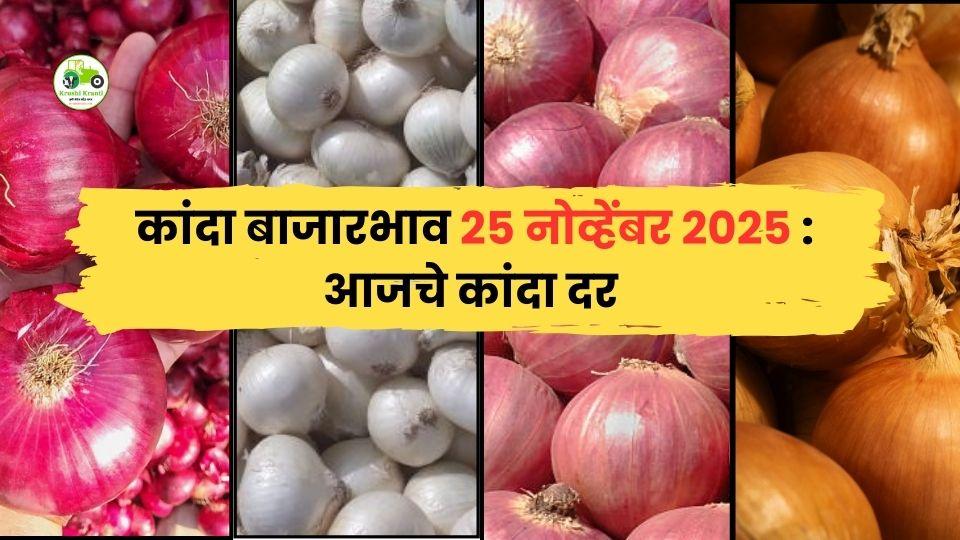 २५ नोव्हेंबर कांदा बाजारभाव: चंद्रपूर व नागपूरमध्ये दरात तेजी, पिंपळगाव बसवंतमध्ये मोठी आवक!