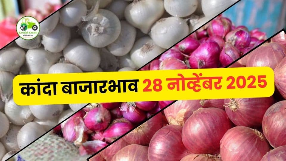 २८ नोव्हेंबर कांदा बाजारभाव: कोल्हापूर–मुंबईत मध्यम दर, जुन्नर–आळेफाट्यात २०१० ची तेजी