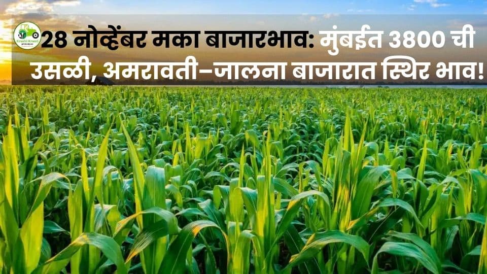२८ नोव्हेंबर मका बाजारभाव: मुंबईत ३८०० ची उसळी, अमरावती–जालना बाजारात स्थिर भाव!
