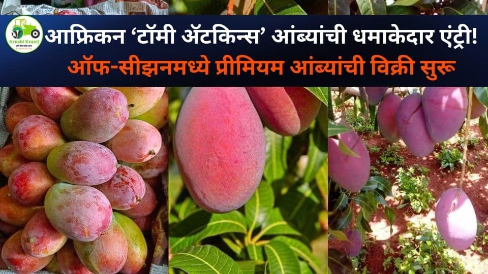 नवी मुंबई APMC मध्ये आफ्रिकन ‘टॉमी अटकिन्स’ आंब्यांची एंट्री; ऑफ-सीझनमध्ये प्रीमियम आंब्यांची जोरदार मागणी