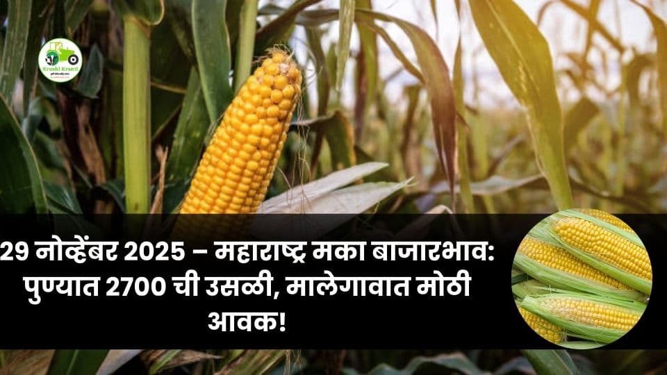 २९ नोव्हेंबर मका बाजारभाव: पुण्यात २७०० चा उच्चांक, मालेगावात सर्वाधिक आवक!