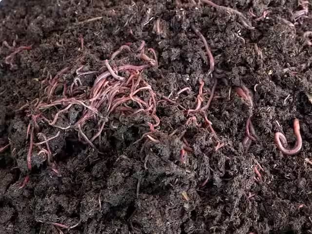 श्री सिंध्दनाथ गांडूळ खत प्रकल्प