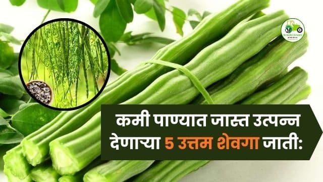 कमी पाण्यात जास्त उत्पन्न देणाऱ्या ५ उत्तम शेवगा जाती: रोहित-1, जाफना, भाग्या, PKM-1 आणि कोकण रुचिरा