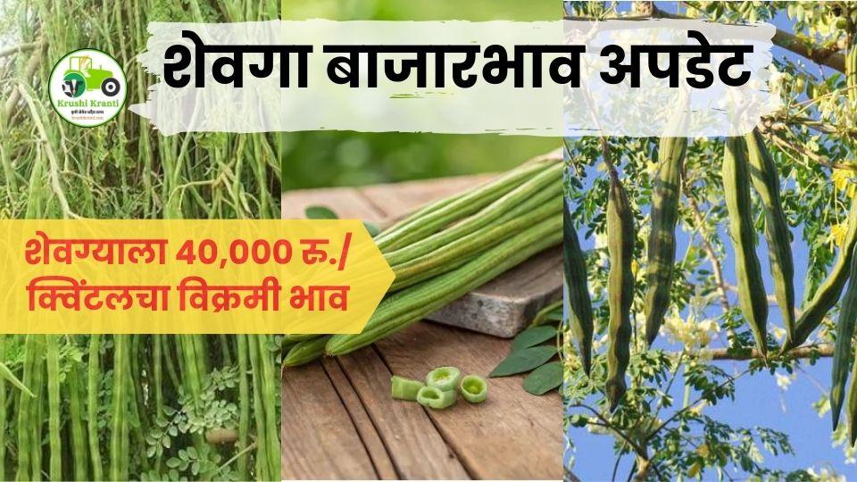 अहिल्यानगरमध्ये शेवग्याला 40,000 रु./क्विंटलचा विक्रमी भाव; आवक कमी, मागणी प्रचंड