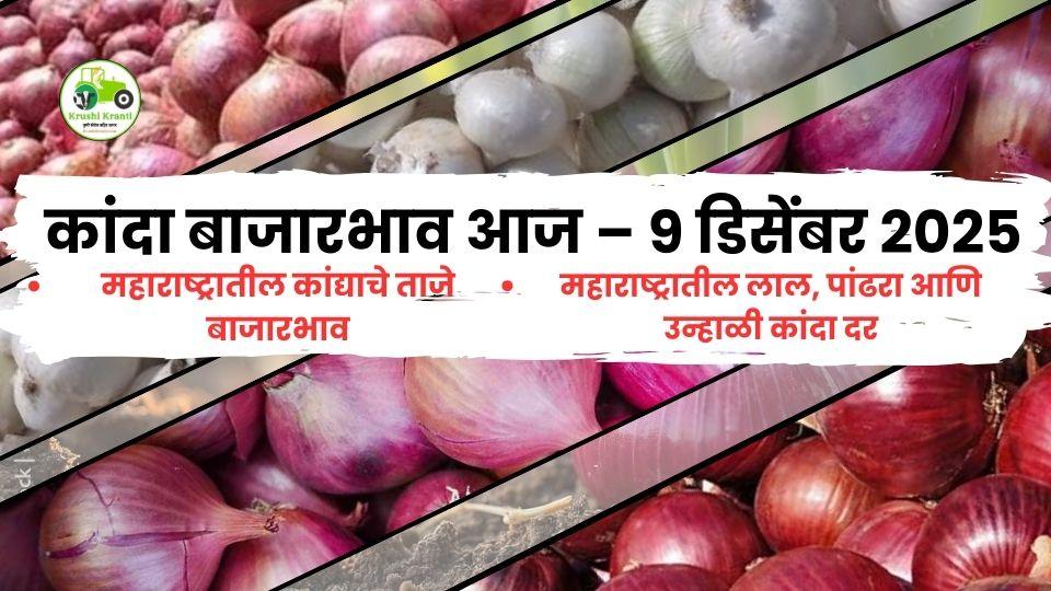 कांदा बाजारभाव आज 9 डिसेंबर 2025 | महाराष्ट्रातील लाल, पांढरा आणि उन्हाळी कांदा दर