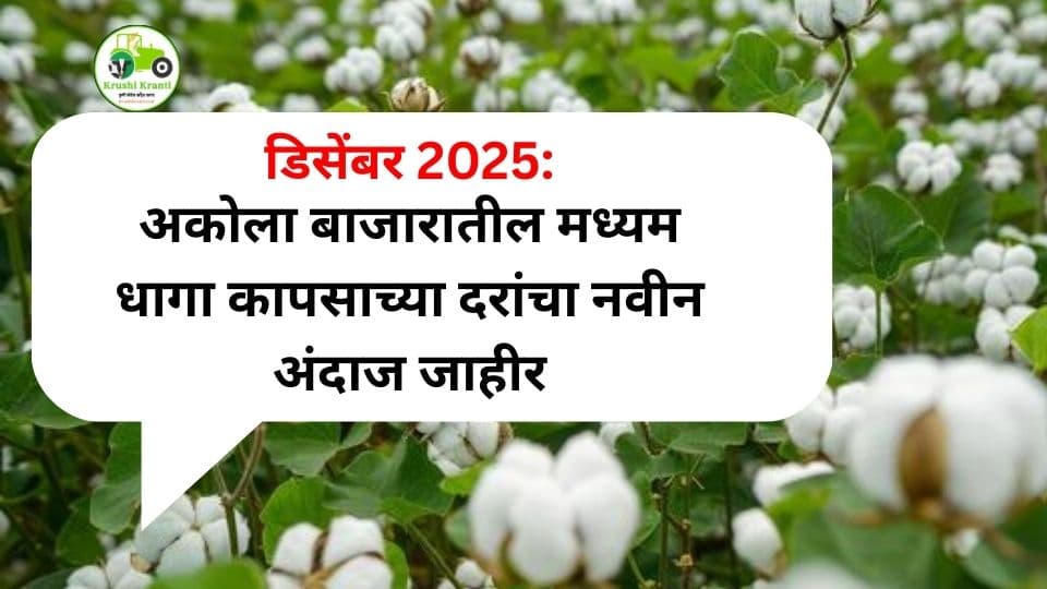 डिसेंबर 2025 अकोला कापूस बाजारभाव अंदाज: मध्यम धागा कापूस ₹7,110–₹7,615 कुठे पोहोचणार?