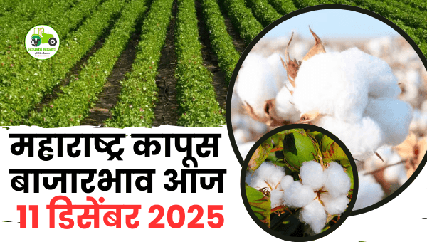 महाराष्ट्र कापूस बाजारभाव आज – 11 डिसेंबर 2025