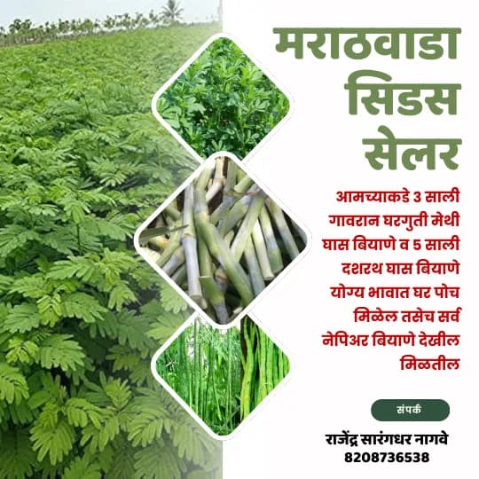 मराठवाडा सिडस सेलर – विश्वासार्ह बियाणे केंद्र