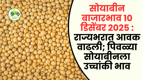 सोयाबीन बाजारभाव आज | 10 डिसेंबर 2025 ला पिवळ्या सोयाबीनला 4700₹ पर्यंत भाव