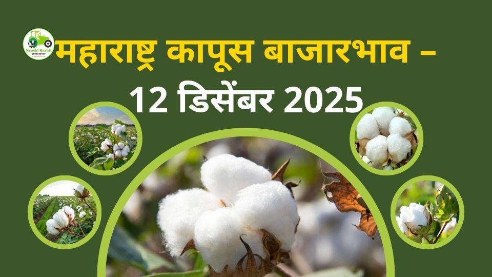 महाराष्ट्र कापूस बाजारभाव 12 डिसेंबर 2025 | आजचे ताजे कपूस भाव