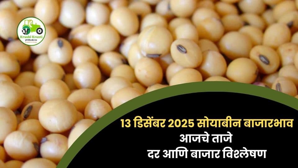 १३ डिसेंबर २०२५ सोयाबीन बाजारभाव | आजचे ताजे दर आणि बाजार विश्लेषण