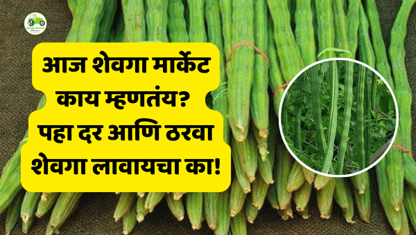 आज शेवगा मार्केट काय म्हणतंय? पहा दर आणि ठरवा शेवगा लावायचा का!