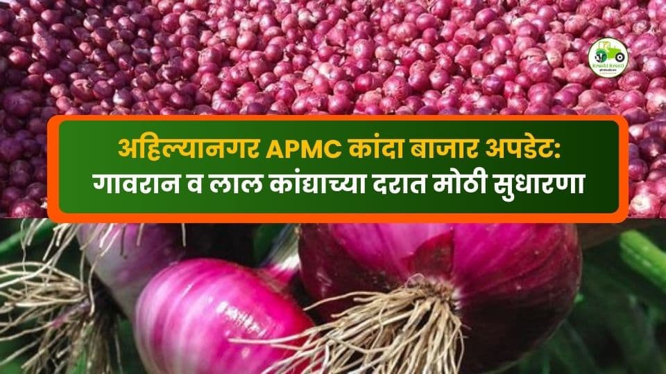 अहिल्यानगर APMC कांदा बाजार: गावरान व लाल कांद्याच्या दरात मोठी सुधारणा