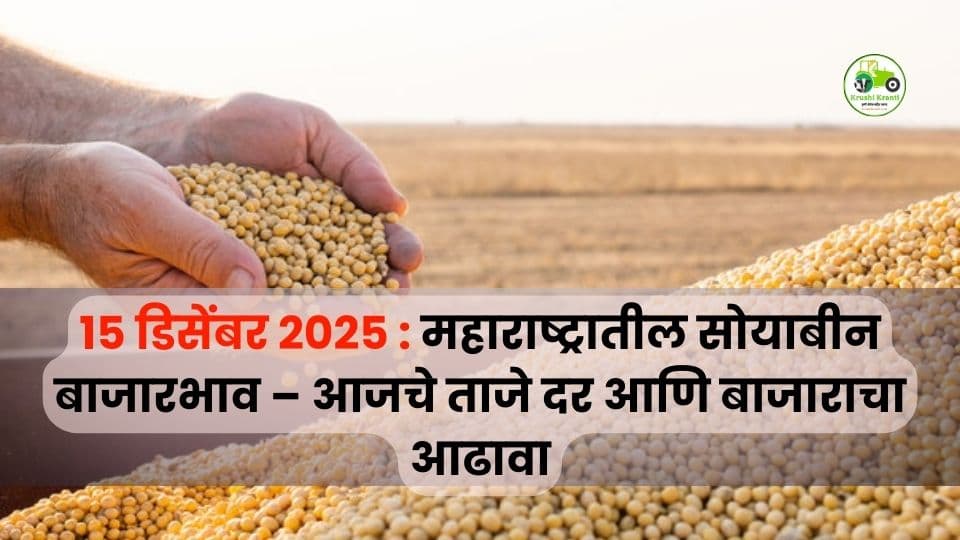 १५ डिसेंबर २०२५ सोयाबीन बाजारभाव | आजचे ताजे दर आणि महाराष्ट्र बाजार आढावा