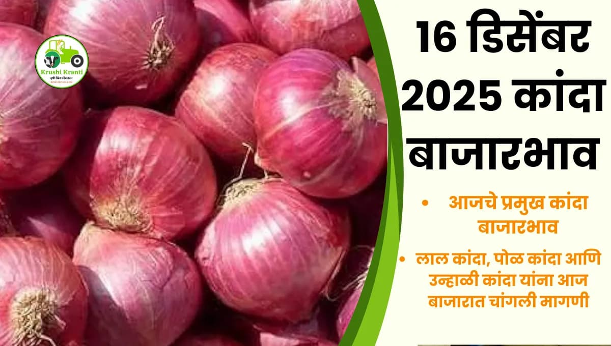 16 डिसेंबर 2025 कांदा बाजारभाव | महाराष्ट्रातील आजचे Onion Rates