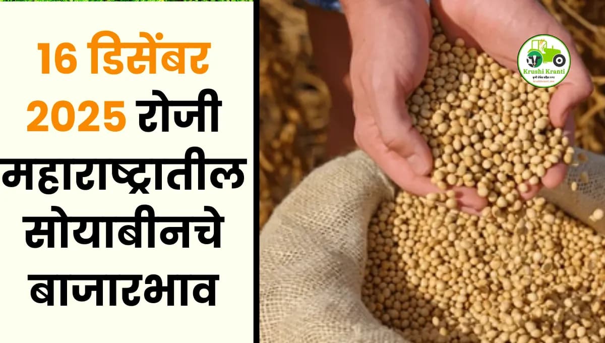 16 डिसेंबर 2025 रोजी महाराष्ट्रातील सोयाबीनचे बाजारभाव
