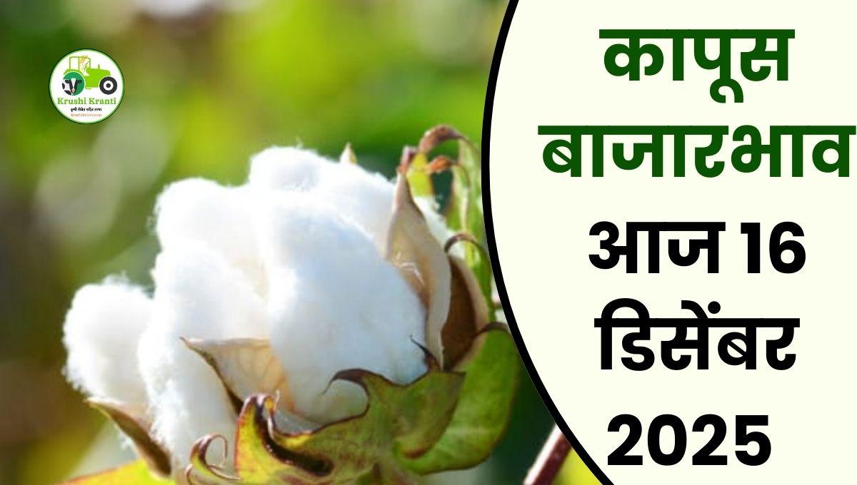 कापूस बाजारभाव आज १५ आणि १६ डिसेंबर २०२५ | महाराष्ट्र कापूस बाजार दर