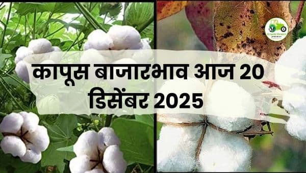 आजचे कापूस बाजारभाव | 20 डिसेंबर 2025