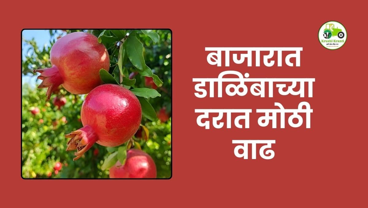 सोलापूर बाजारात डाळिंबाच्या दरात मोठी वाढ; दर्जेदार मालाला 23,500 रुपयांपर्यंत भाव