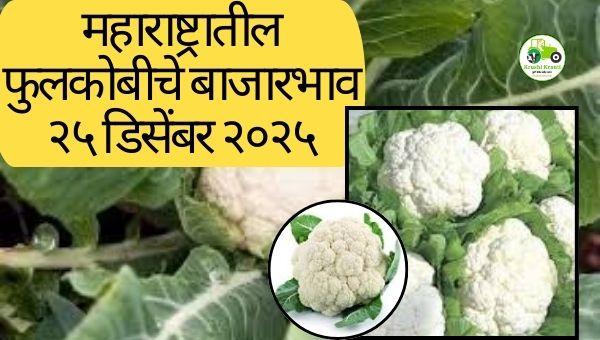आजचा फ्लॉवर बाजारभाव | 25 डिसेंबर 2025 | महाराष्ट्र फुलकोबी दर
