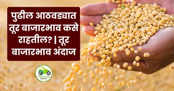पुढील आठवड्यात तूर बाजारभाव कसे राहतील? | तूर बाजारभाव अंदाज