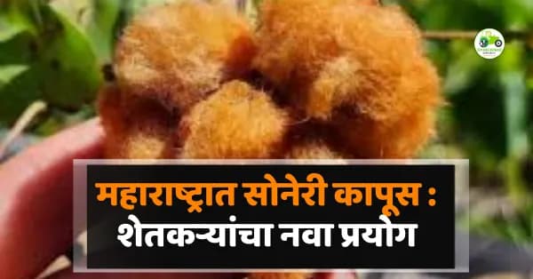 महाराष्ट्रात सोनेरी कापूस : छत्रपती संभाजीनगर–जालना परिसरात शेतकऱ्यांचा नवा प्रयोग