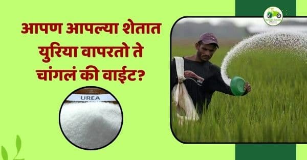 युरियाचा अतिवापर : शेती, पर्यावरण आणि मानवी आरोग्यावर वाढता धोका