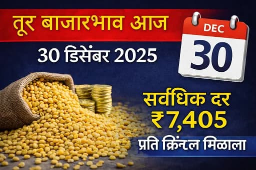 तूर बाजारभाव आज (30 डिसेंबर 2025) : राज्यातील प्रमुख बाजार समित्यांतील ताजे दर