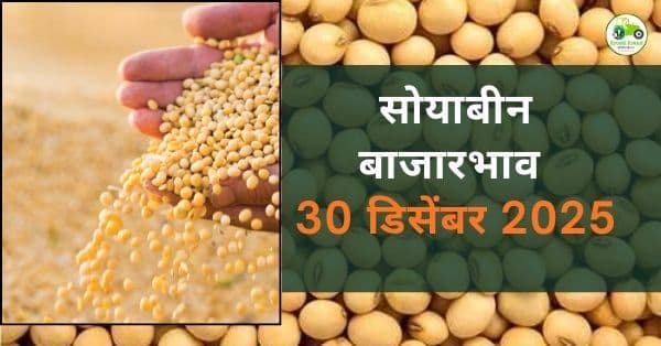 सोयाबीन बाजारभाव 30 डिसेंबर 2025 | आजचे महाराष्ट्रातील ताजे दर