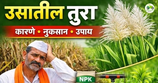 उसातील तुरा (Flowering) : कारणे, नुकसान, परिणाम व प्रभावी प्रतिबंधक उपाय