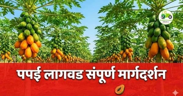 पपई लागवड संपूर्ण मार्गदर्शन