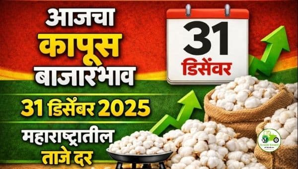 कापूस बाजारभाव 31 डिसेंबर 2025 | आजचे ताजे दर महाराष्ट्र