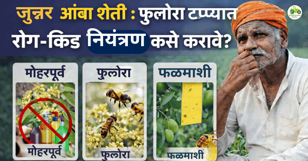 जुन्नर आंबा बागांमध्ये रोग-किड नियंत्रणावर भर | मोहर व फुलोरा काळजी मार्गदर्शन