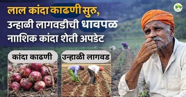 नाशिकमध्ये कांदा शेतीचा वेग वाढला | लाल कांदा काढणी व उन्हाळी लागवड जोमात