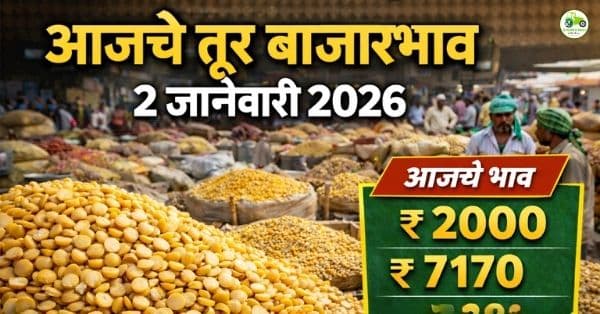 आजचे तूर बाजारभाव 2 जानेवारी 2026 | महाराष्ट्रातील तूर दर आज