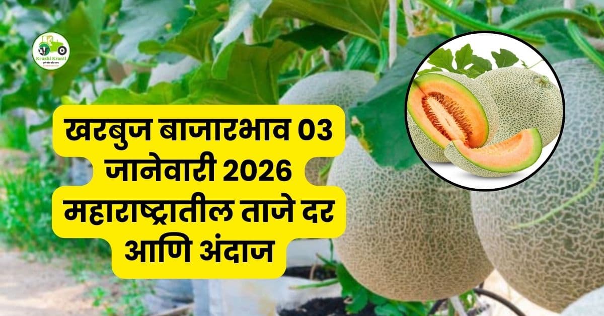 खरबुज बाजारभाव 03 जानेवारी 2026 | महाराष्ट्रातील ताजे दर आणि अंदाज