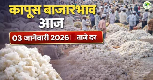 आजचे कापूस बाजारभाव 03 जानेवारी 2026 | महाराष्ट्रातील प्रमुख बाजार दर