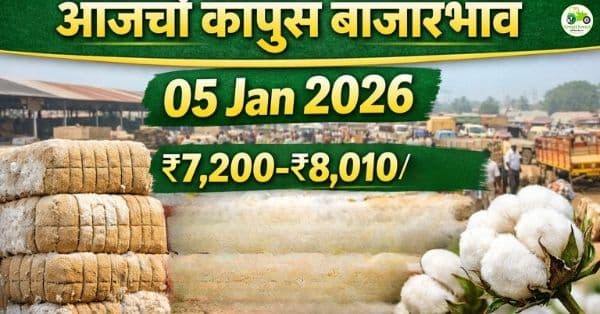 आजचे कापूस बाजारभाव | महाराष्ट्रातील प्रमुख बाजारांचे दर (05 जानेवारी 2026)