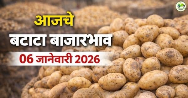 आजचे बटाटा बाजारभाव 06 जानेवारी 2026 | महाराष्ट्रातील ताजे दर