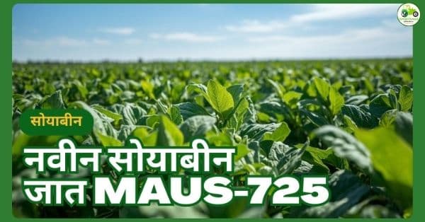 MAUS-725 सोयाबीन वाण | कमी दिवसांत जास्त उत्पादन देणारी नवी जात