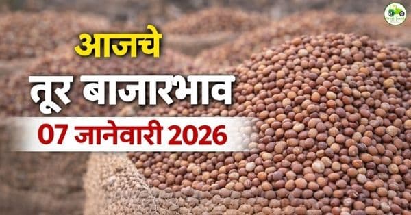 आजचे तूर बाजारभाव 07 जानेवारी 2026 | महाराष्ट्रातील ताजे दर
