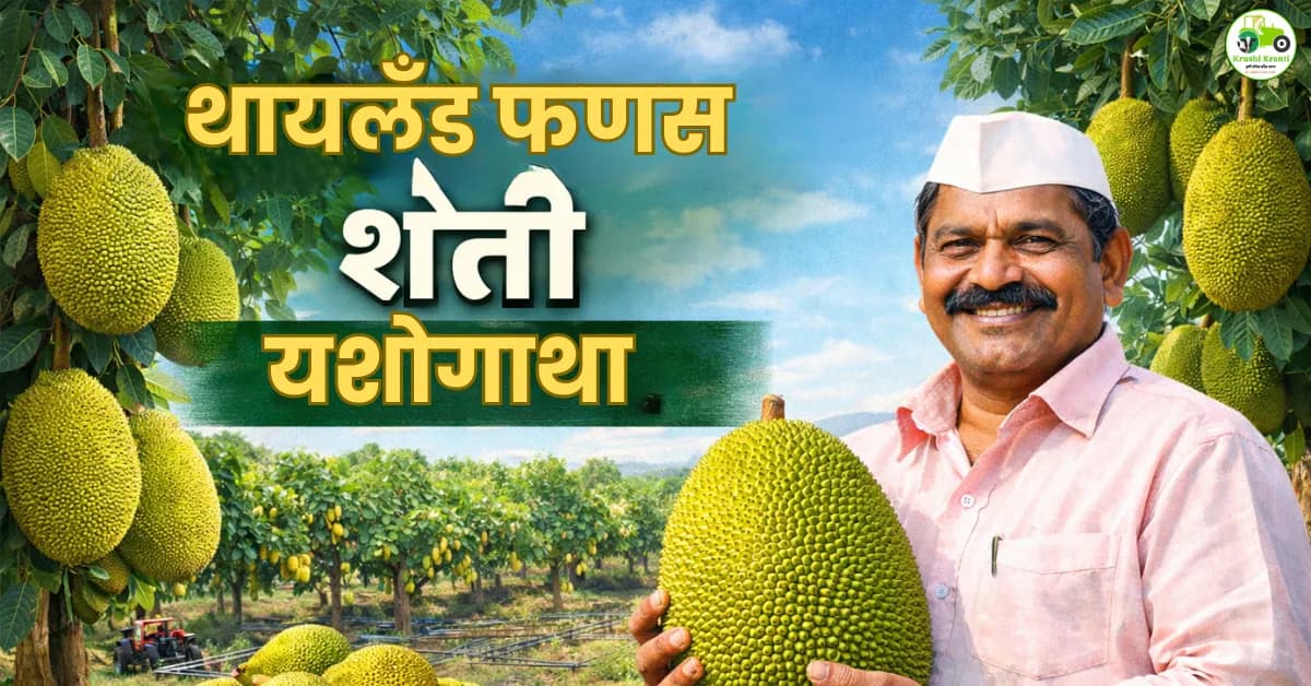 उजाड माळरानावर थायलंड फणसाची यशस्वी लागवड | सांगलीच्या शेतकऱ्याची प्रेरणादायी कथा