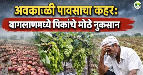 बागलाणमध्ये अवकाळी पावसाचा फटका; कांदा-द्राक्ष-हरभरा पिकांचे मोठे नुकसान
