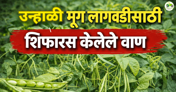 उन्हाळी मूग लागवडीसाठी शिफारस केलेले ९ प्रमुख वाण