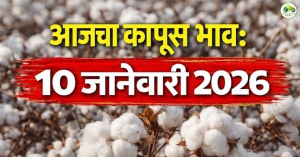 आजचे कापूस बाजारभाव 10 जानेवारी 2026 | महाराष्ट्रातील ताजे दर